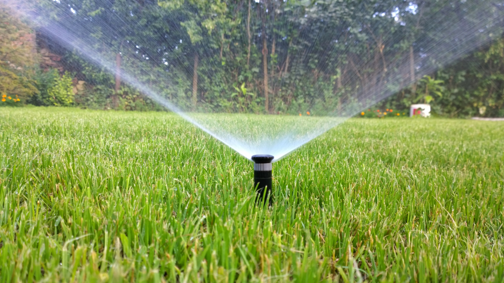 a sprinkler is spraying water on a lush green lawn .